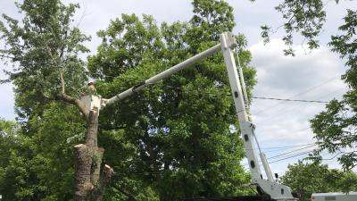 working to clear tree limbs from a power line