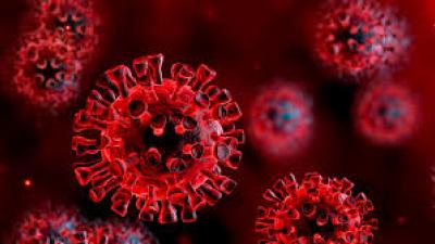 Corona Virus 2