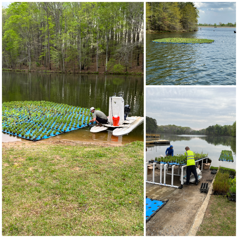 Wetlands Collage